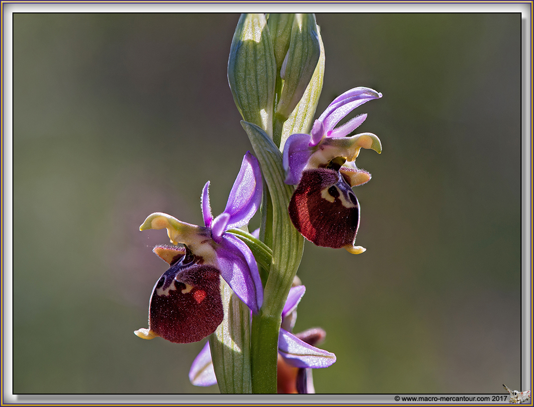 Ophrys Fuciflora Durantica