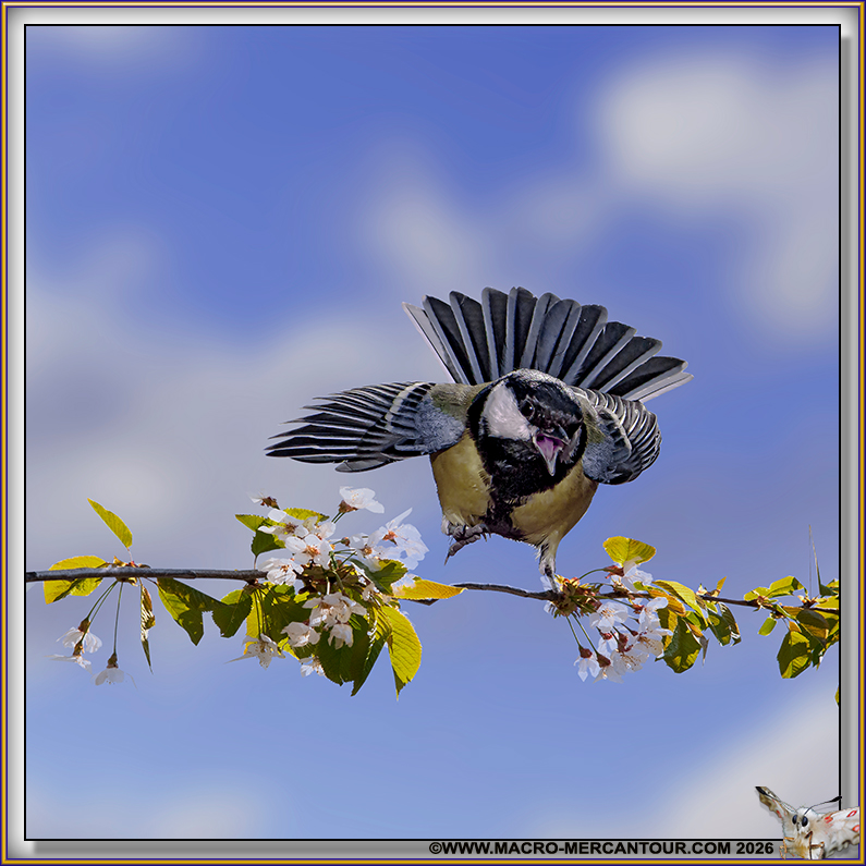 M&eacute;sange charbonni&egrave;re