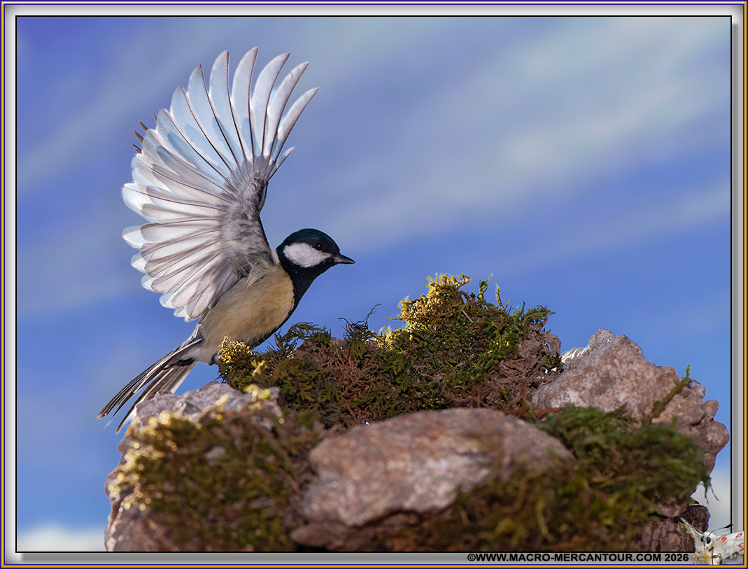 M&eacute;sange charbonni&egrave;re