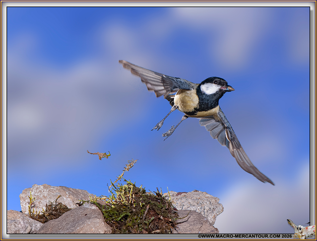 M&eacute;sange charbonni&egrave;re