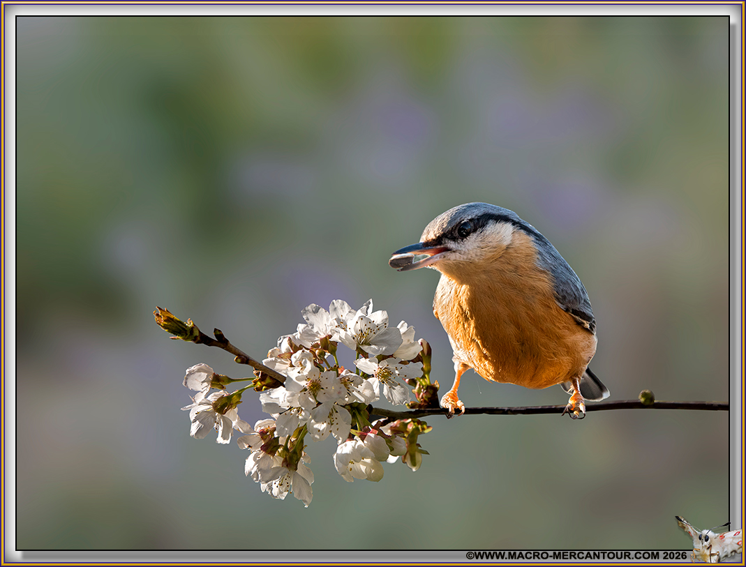 Sittelle Torchepot



Sittelle Torchepot



