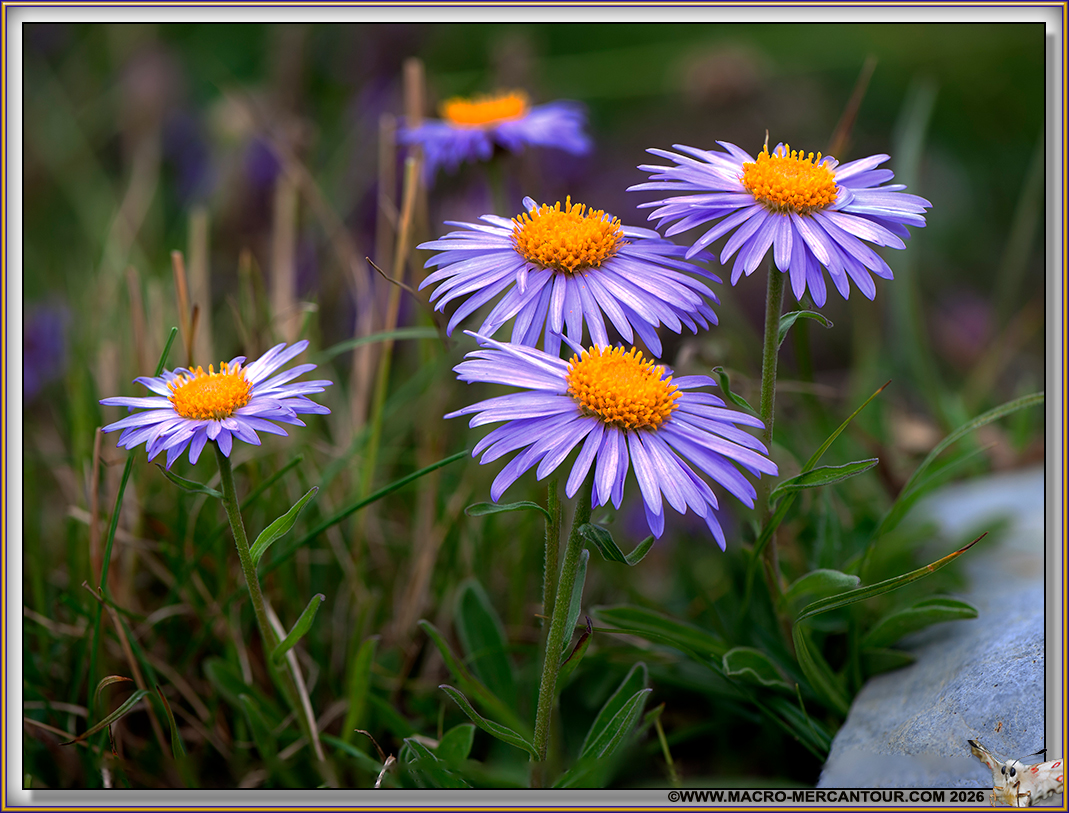 ASTERS