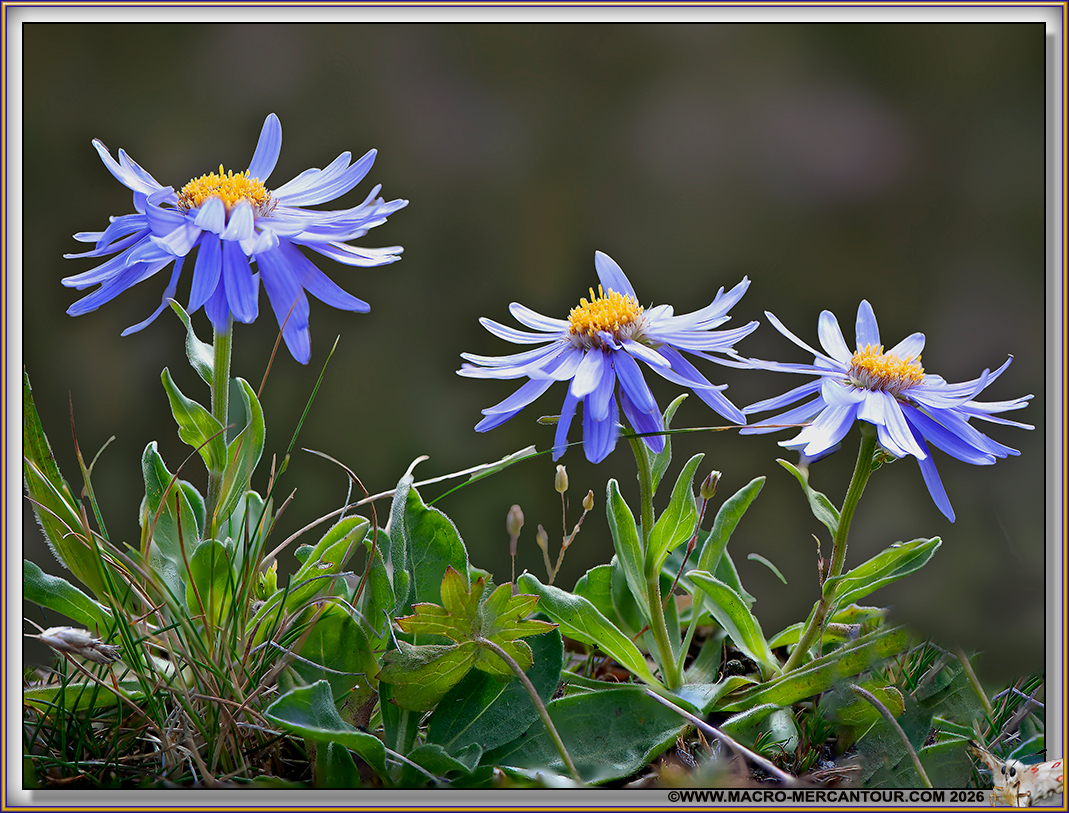 ASTERS
