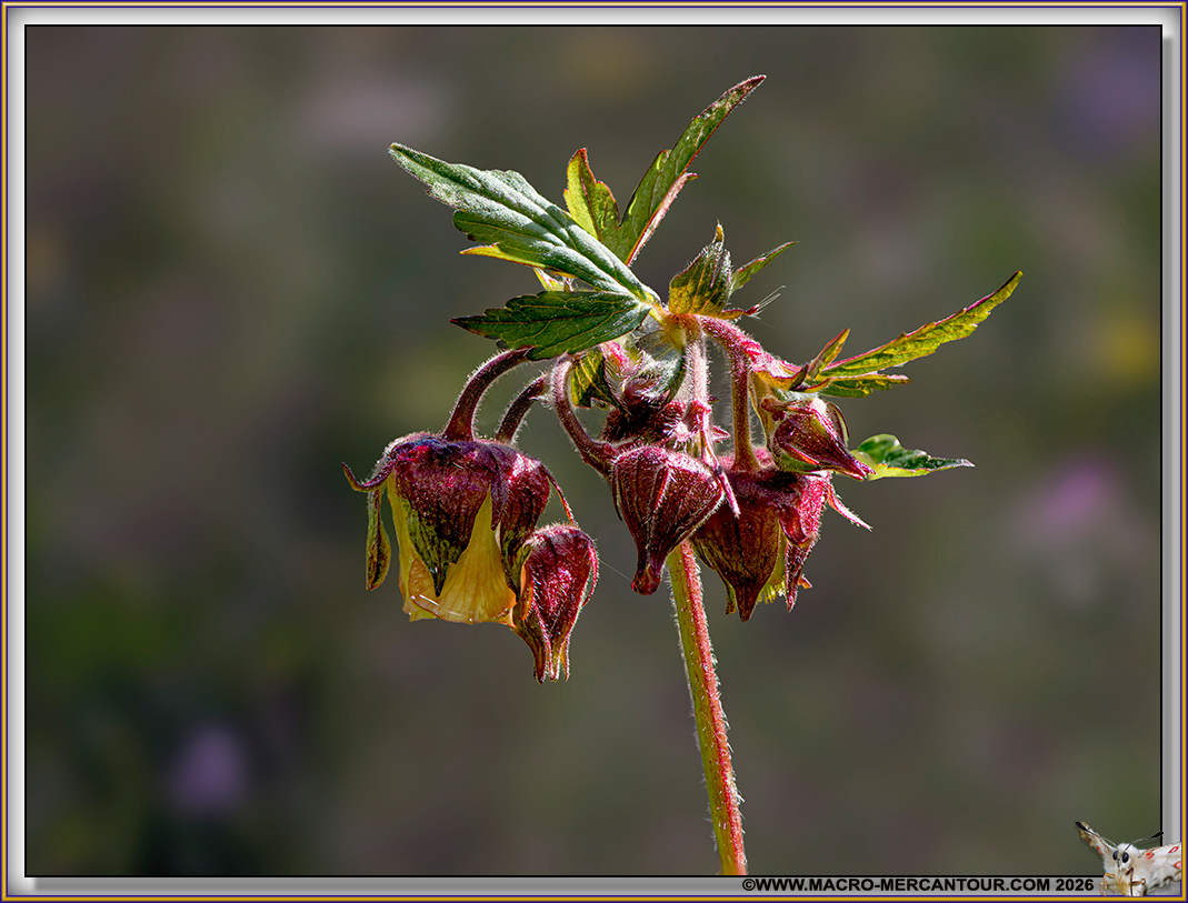 Beno&icirc;tes des ruisseaux