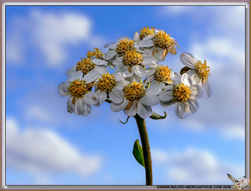 Camomille du Pi&eacute;mont