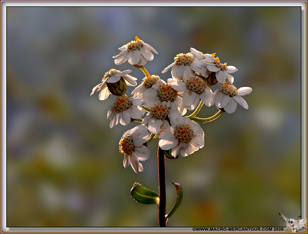 Camomille du Pi&eacute;mont