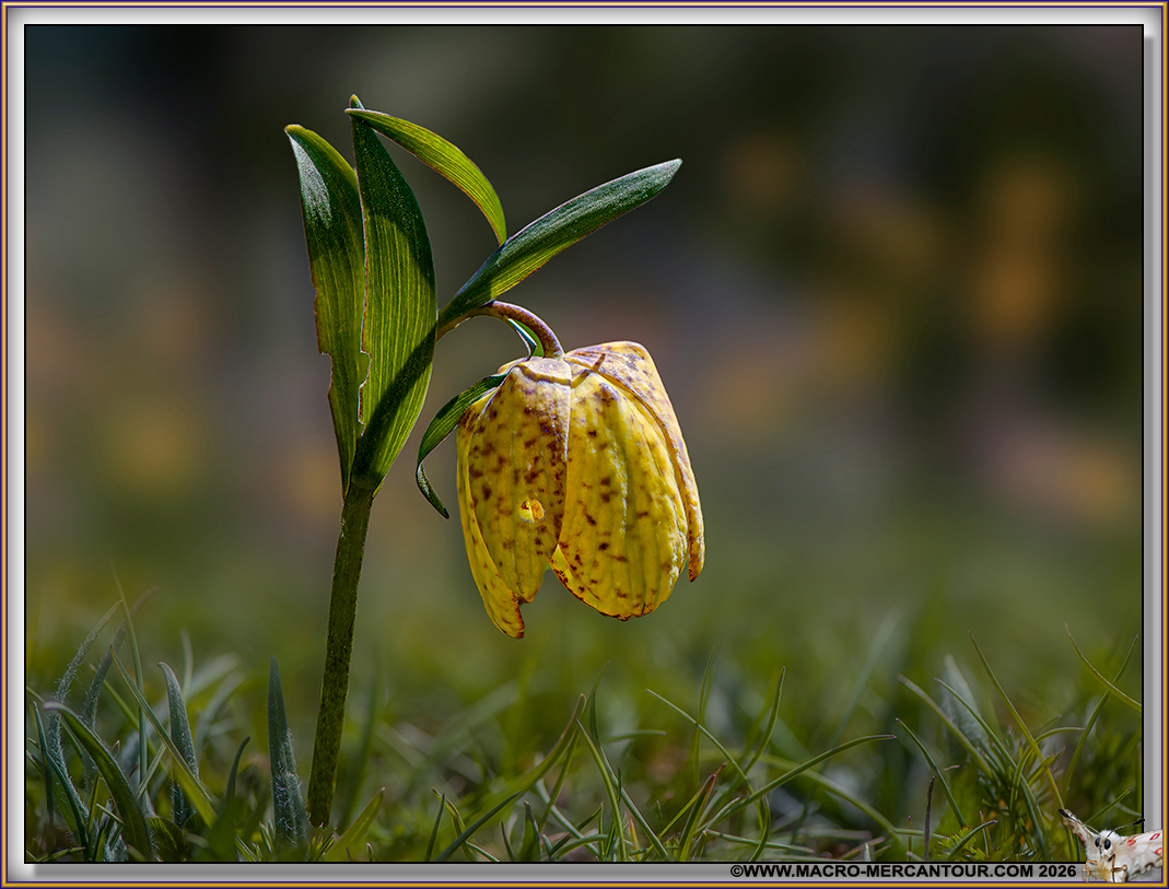 Fritillaire de Moggridge