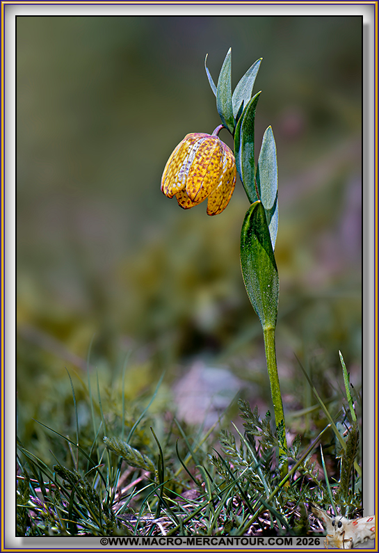 Fritillaire de Moggridge