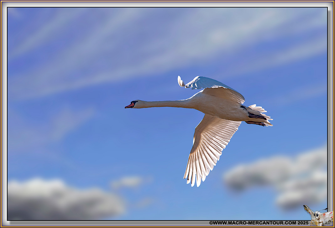 Cygne