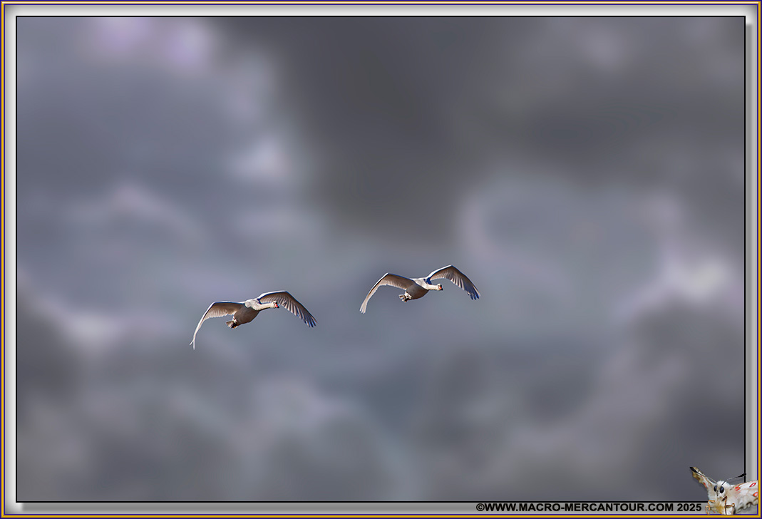 Cygne