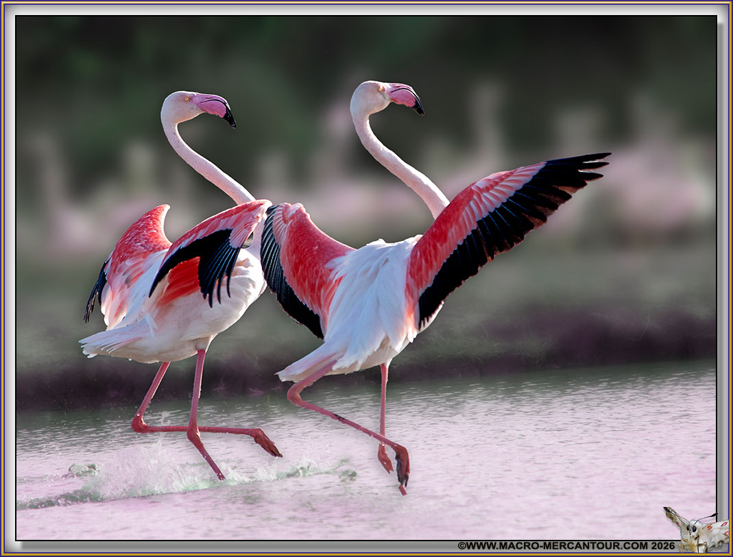 Flamants roses
