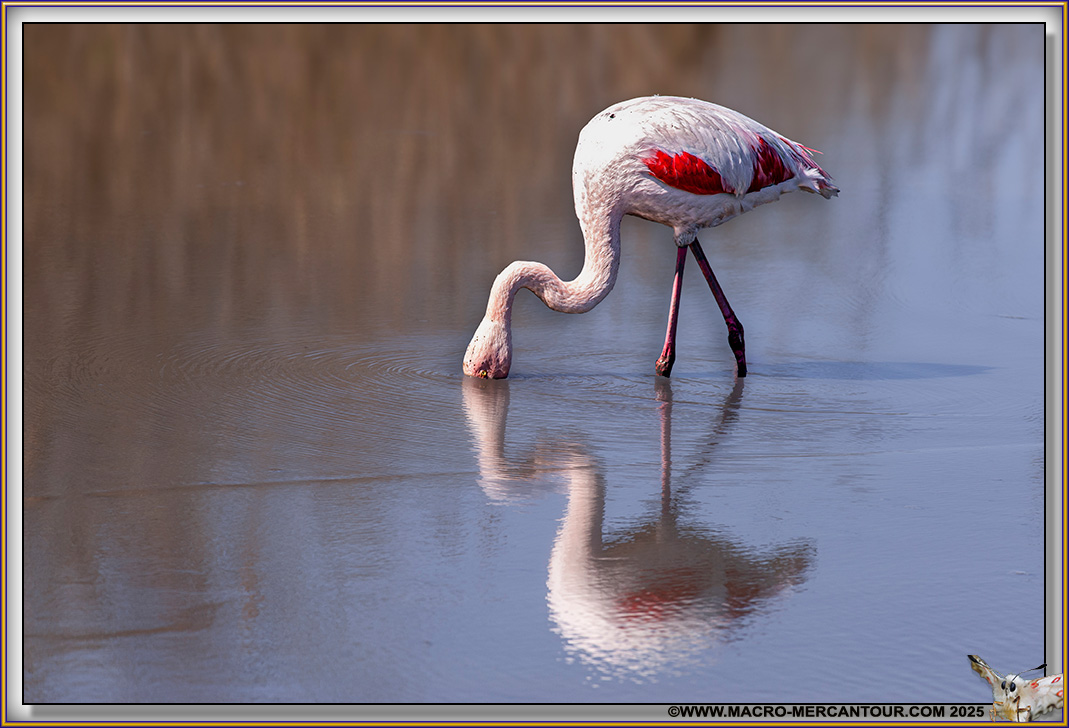 Flamants roses