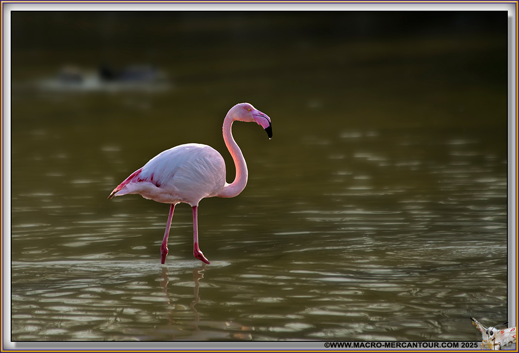 Flamants roses