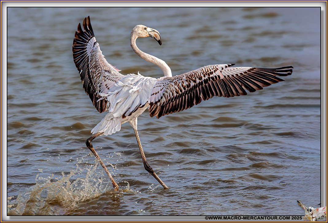 Flamants roses