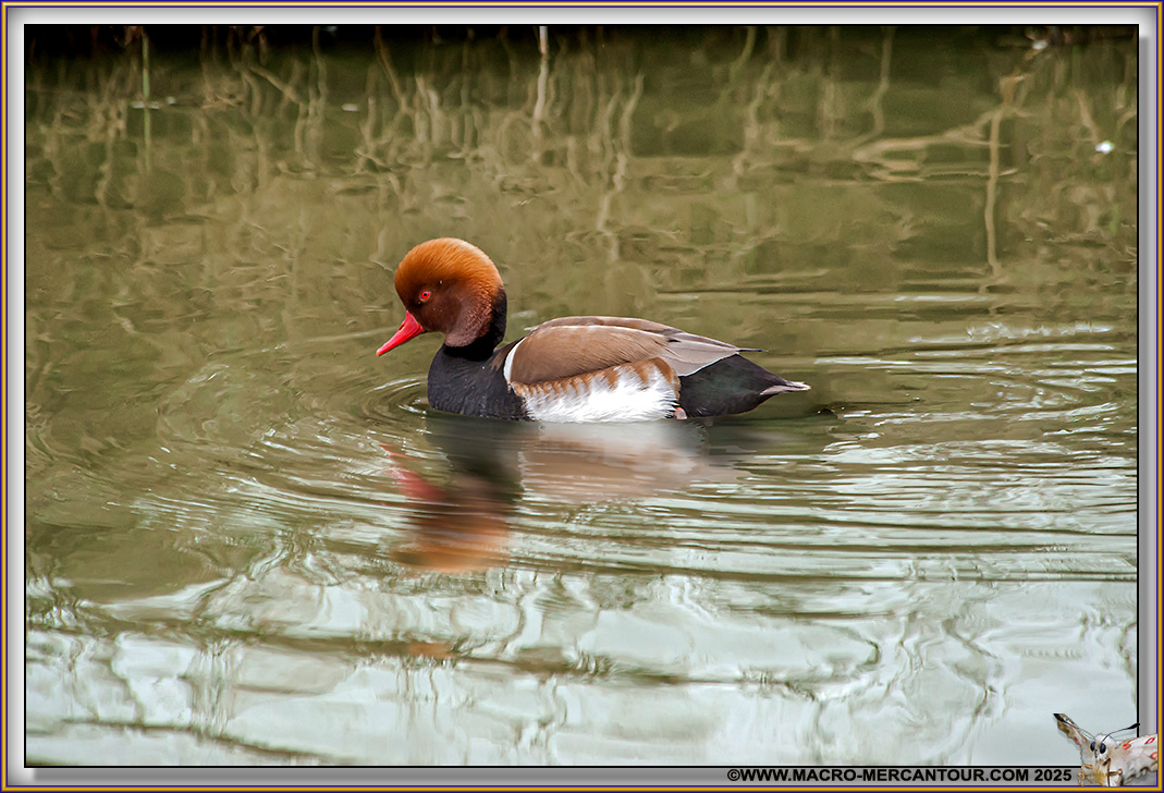 Nette rousse