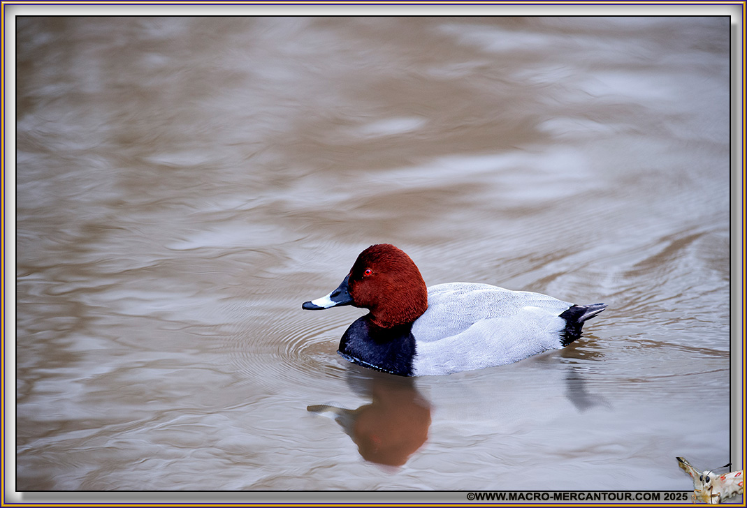 Nette rousse