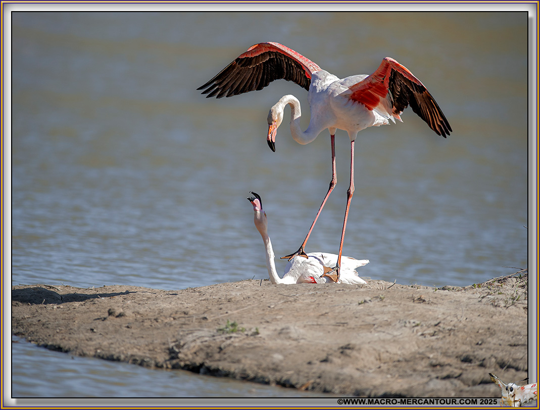 Flamants roses