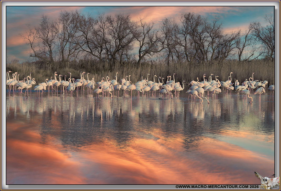 Flamants roses