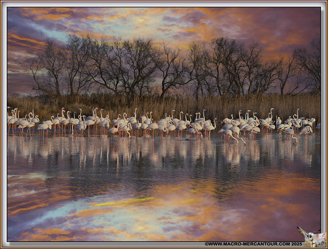 Flamants roses
