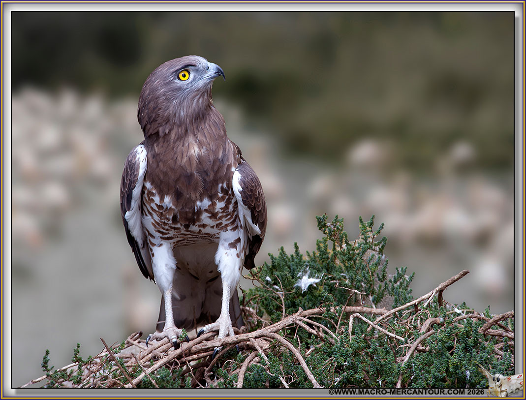 Cyrca&egrave;te Jean le Blanc