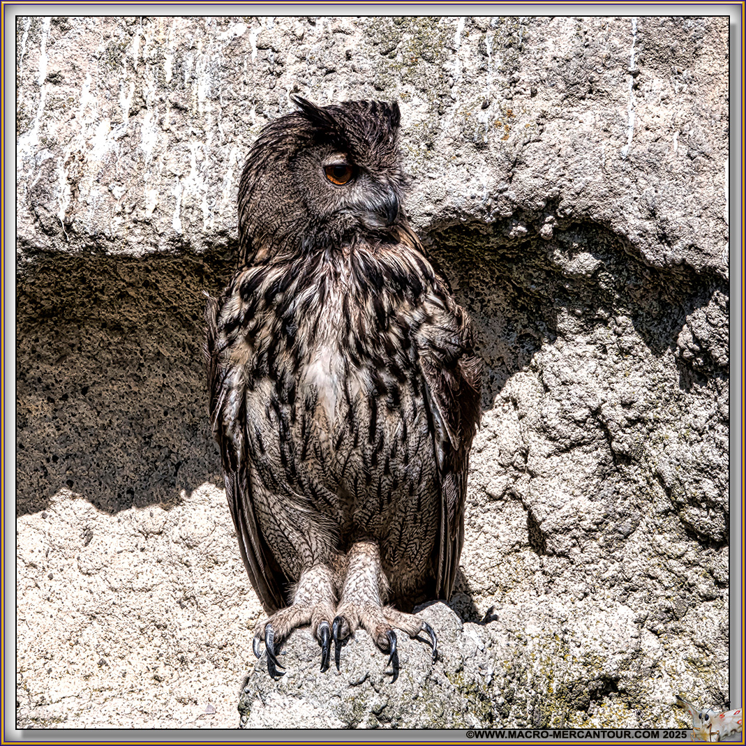 Grand Duc