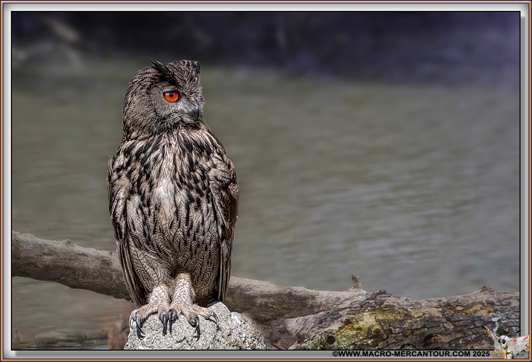 Grand Duc