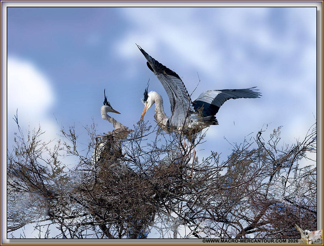 H&eacute;ron cendr&eacute;