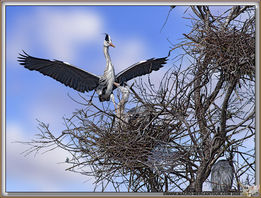 H&eacute;ron cendr&eacute;