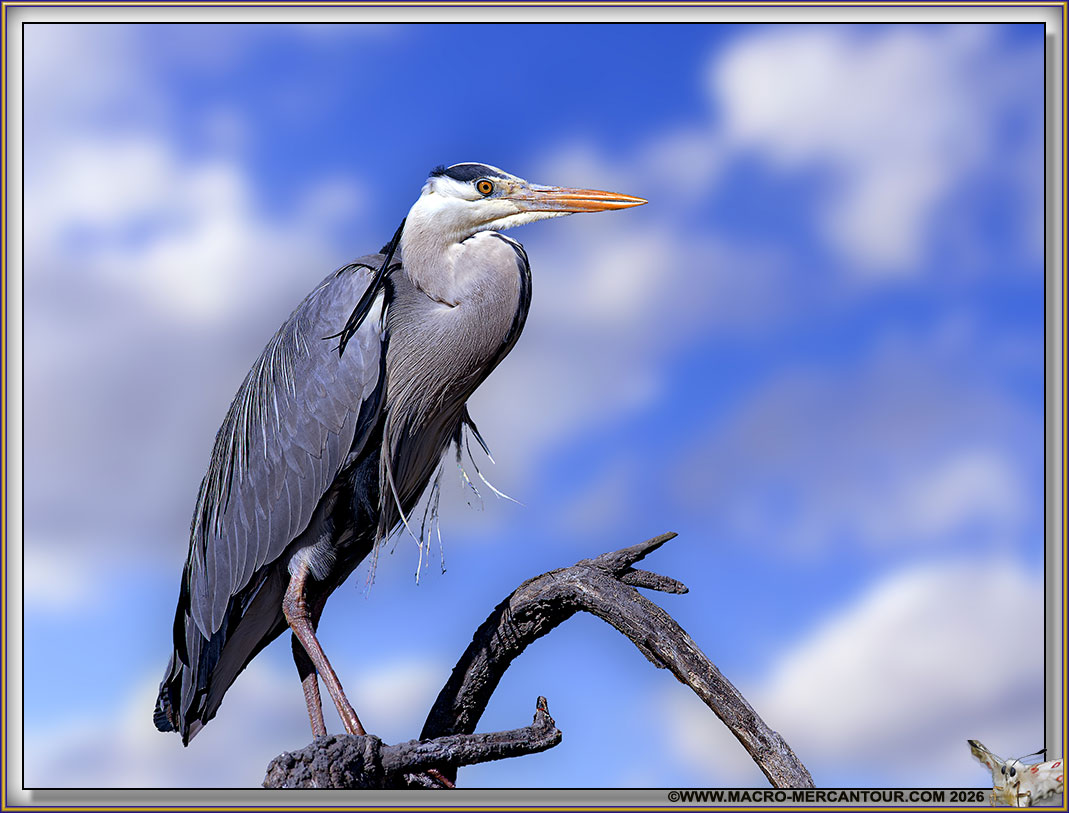 H&eacute;ron cendr&eacute;