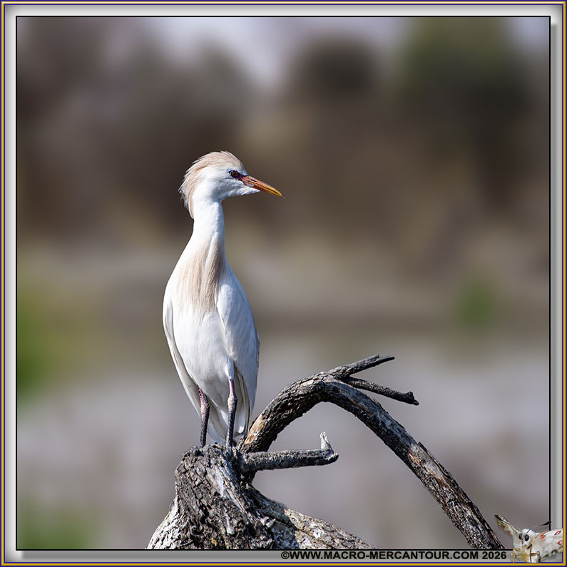 H&eacute;ron garde boeuf