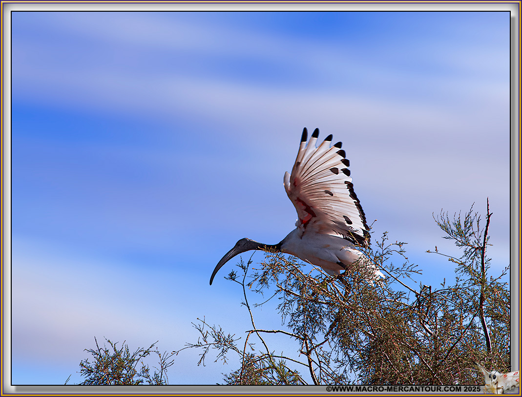 Ibis