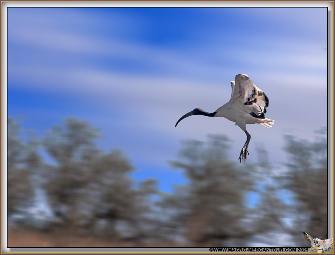 Ibis