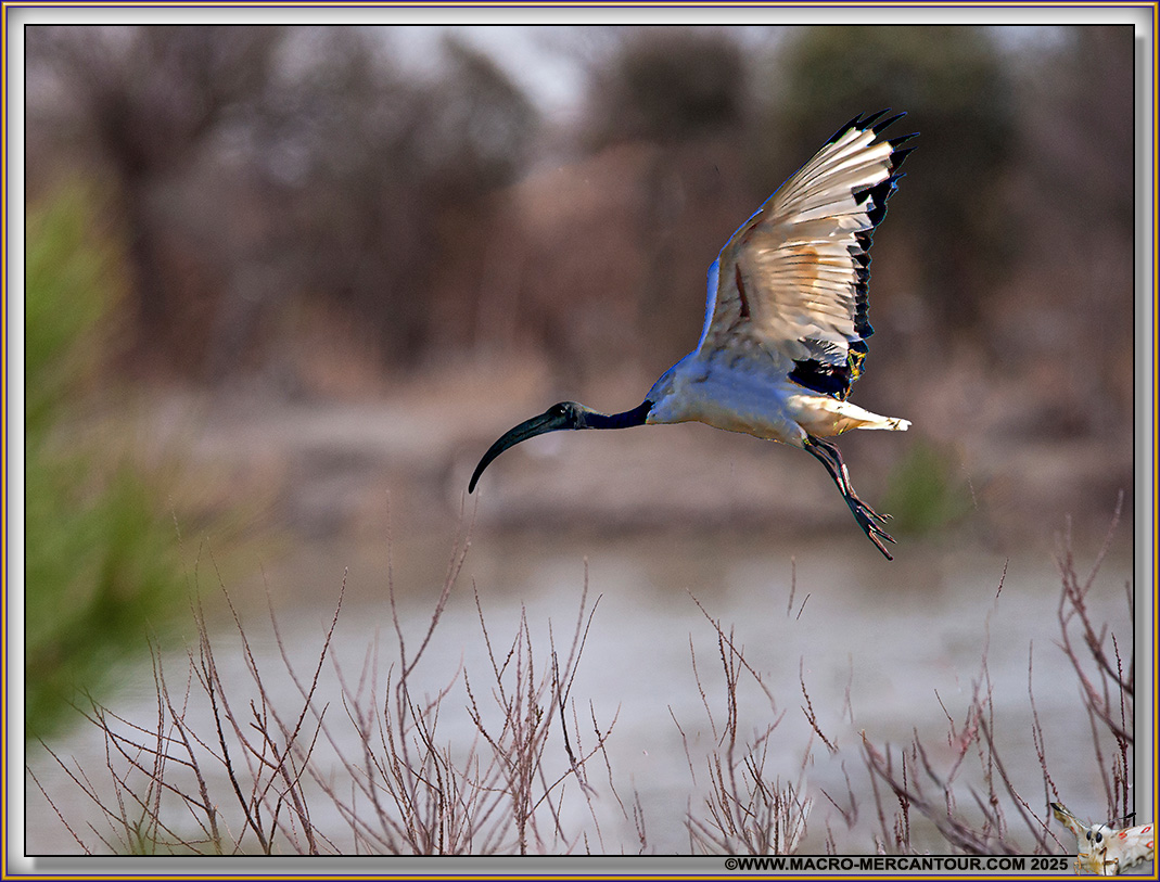 Ibis