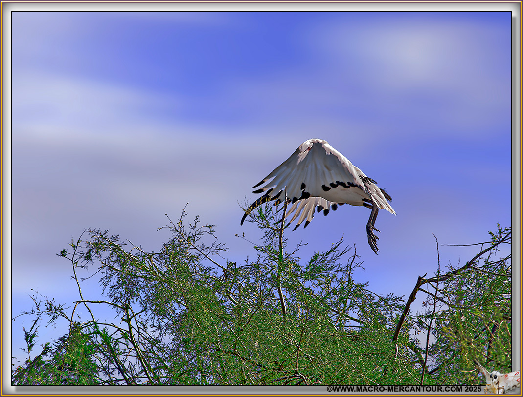 Ibis