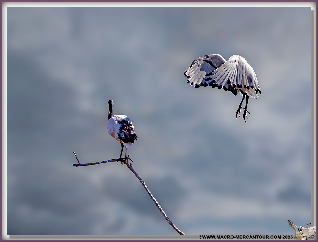 Ibis