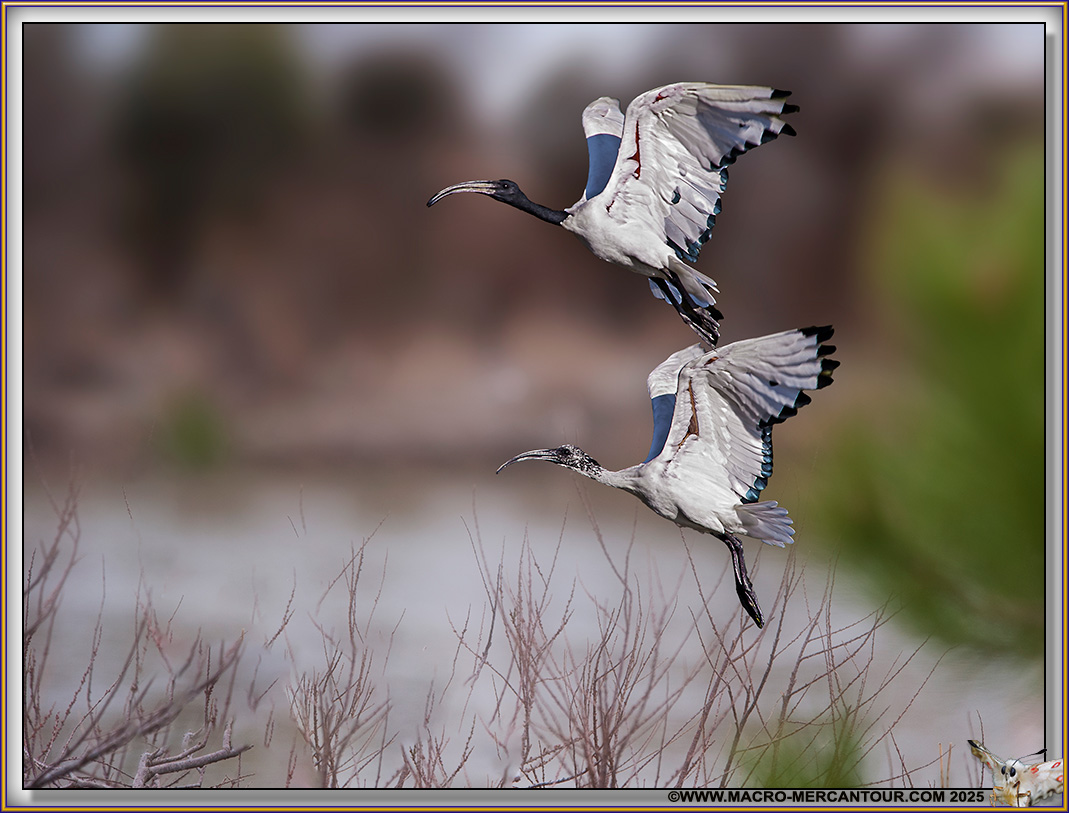 Ibis