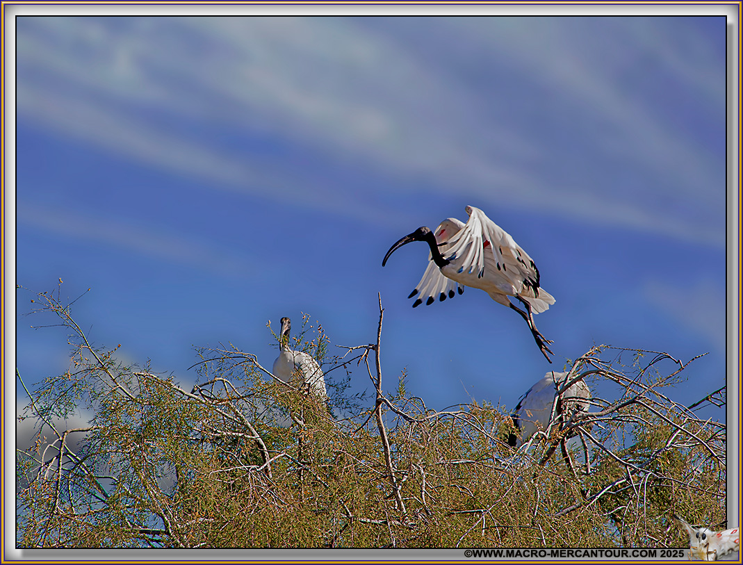 Ibis