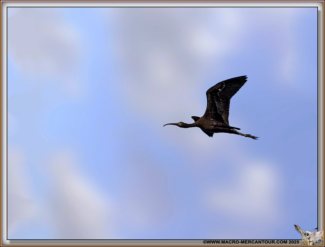 Ibis Falcinelle