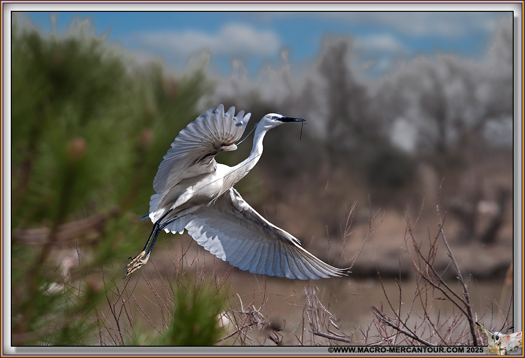Aigrette garzette
