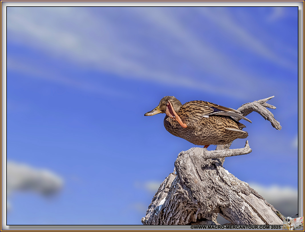Canard Colvert