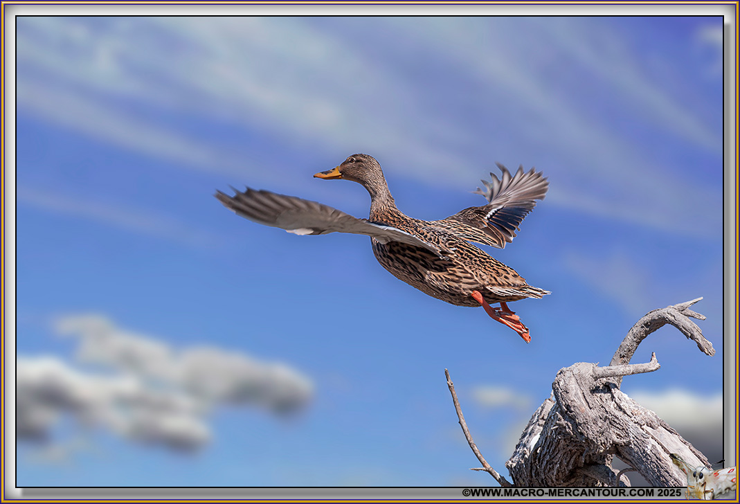 Canard Colvert