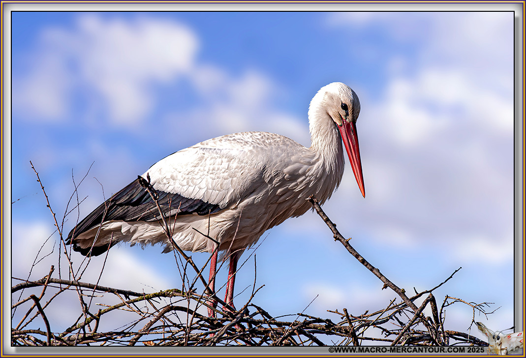 Cigogne
