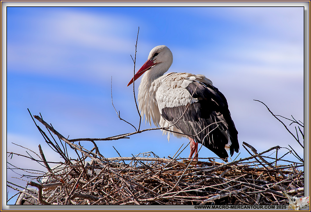 Cigogne