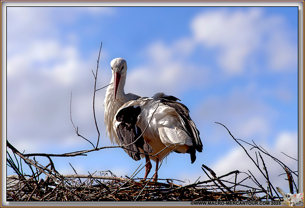 Cigogne