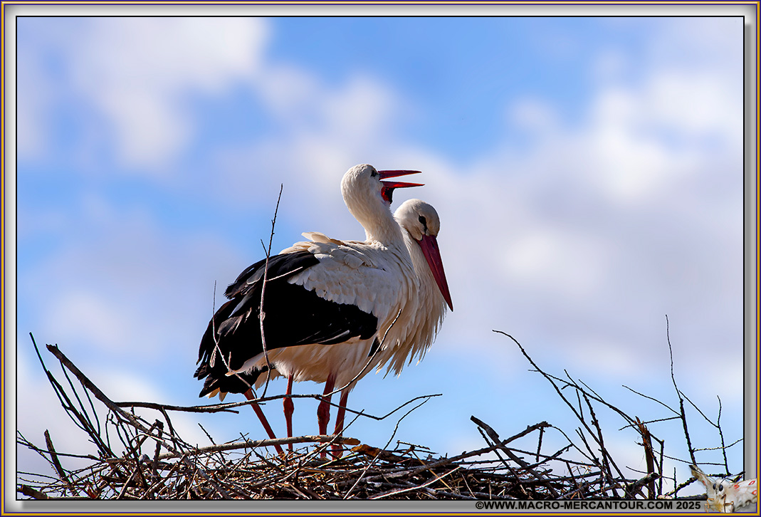 Cigogne