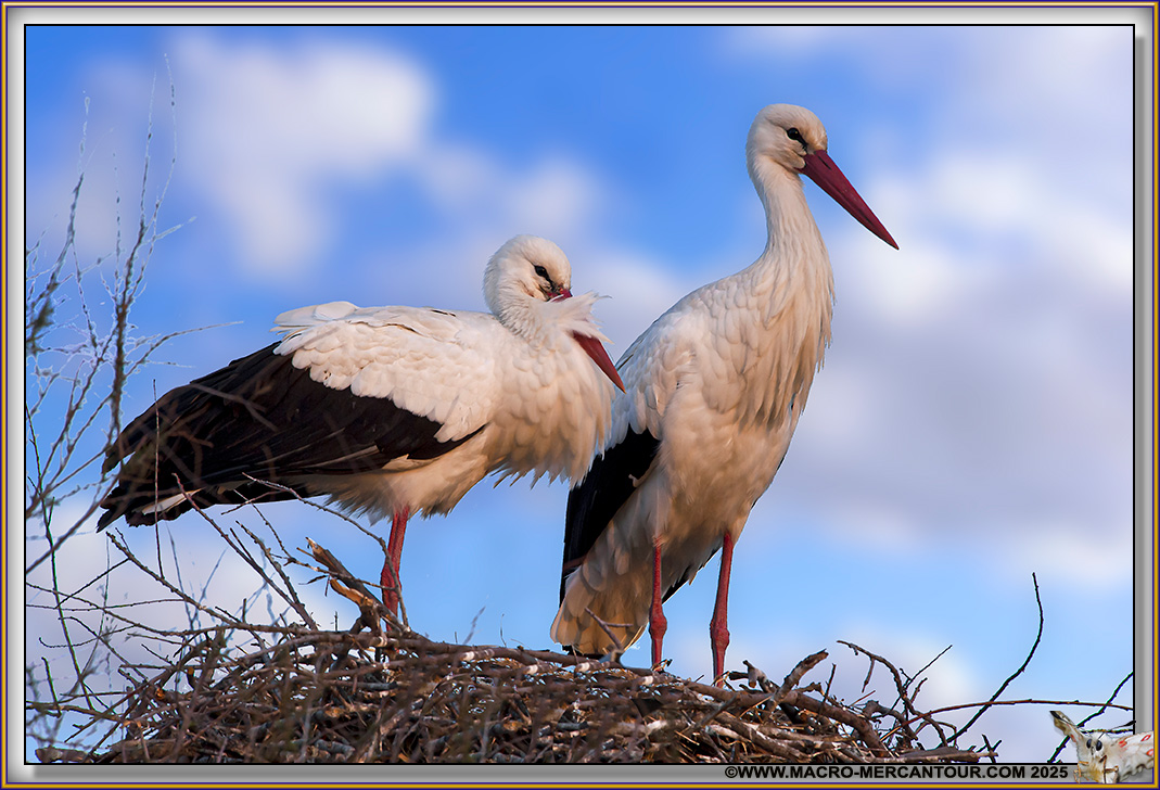 Cigogne