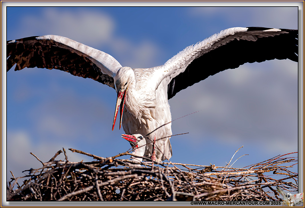 Cigogne