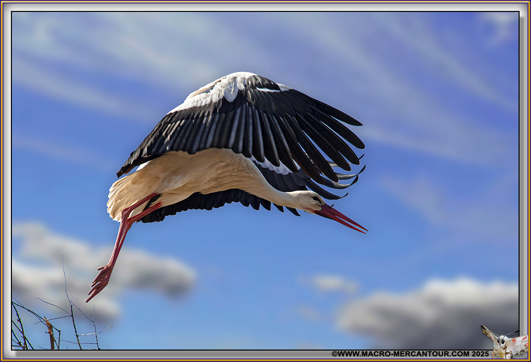 Cigogne