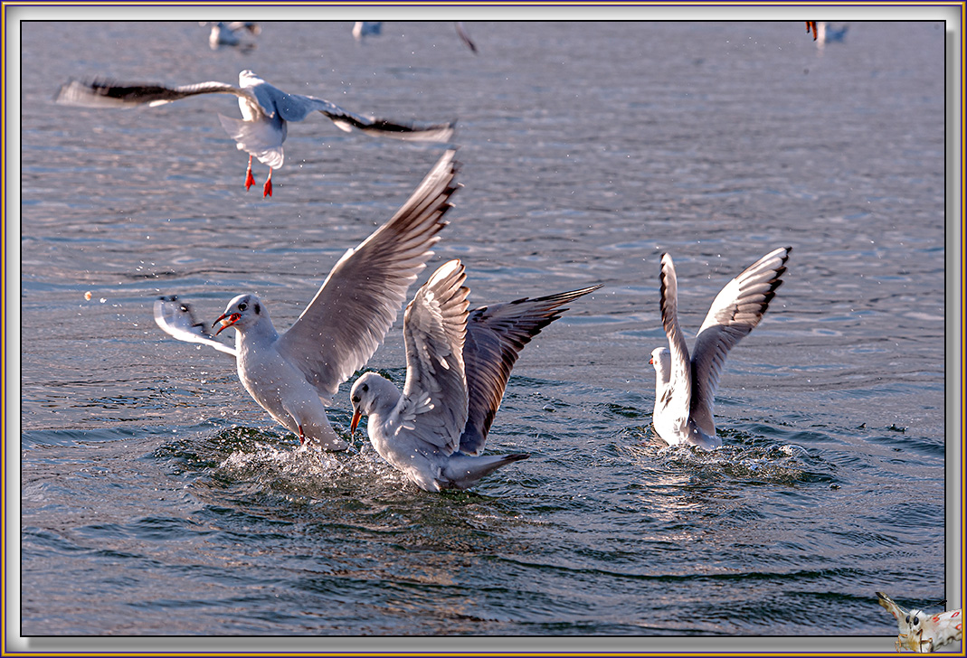 Mouettes