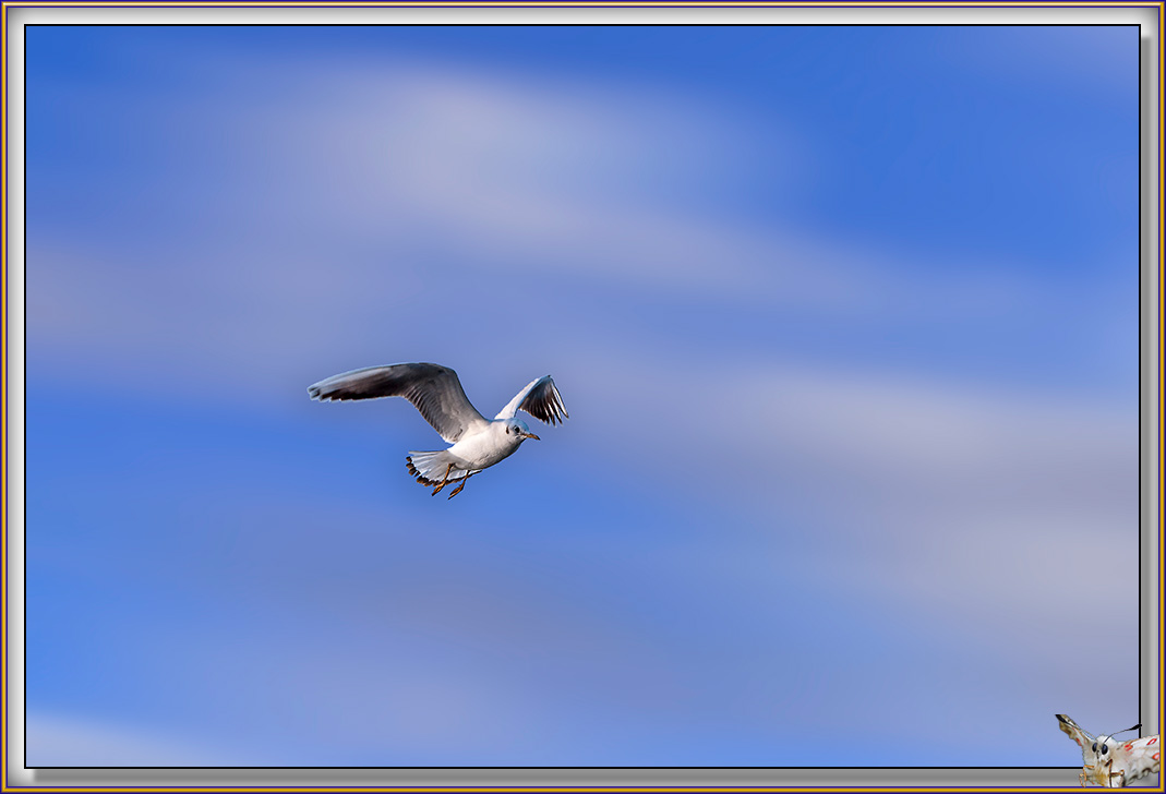 Mouettes